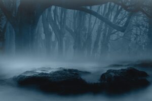 forest, fog, dark-6578551.jpg