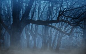 forest, fog, woods-3394066.jpg