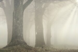 forest, trees, fog-7023487.jpg