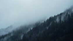 conifers, mountains, fog-1836582.jpg