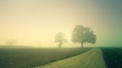 dawn, morning mist, field-3804124.jpg
