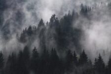 fir trees, fog, forest-1835402.jpg