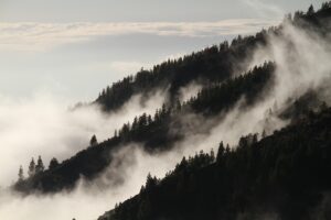 fog, forest, mountains-1220491.jpg