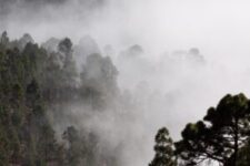 fog, forest, trees-571786.jpg