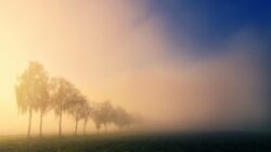 fog, nature, morning-3764991.jpg