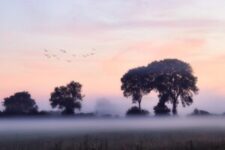 fog, trees, meadow-5333546.jpg
