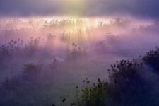 morning fog, fog, meadow-5567840.jpg