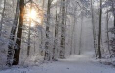 snow, winter, forest-4668099.jpg