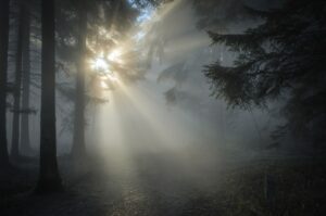 sunbeams, forest, fog-1547273.jpg