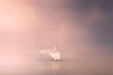 swan, bird, lake-4170400.jpg