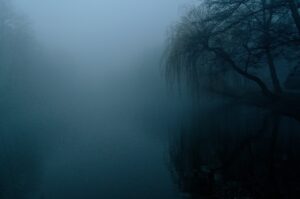 the fog, darkness, nature-4909513.jpg