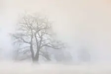 tree, fog, nature-6966126.jpg