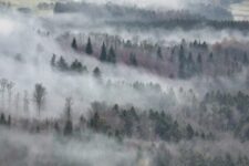 trees, forest, fog-6899050.jpg
